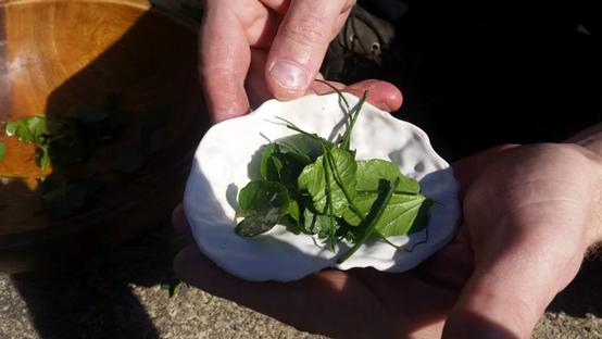 Foraging Tour with SPURSE