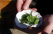 Foraging Tour with SPURSE