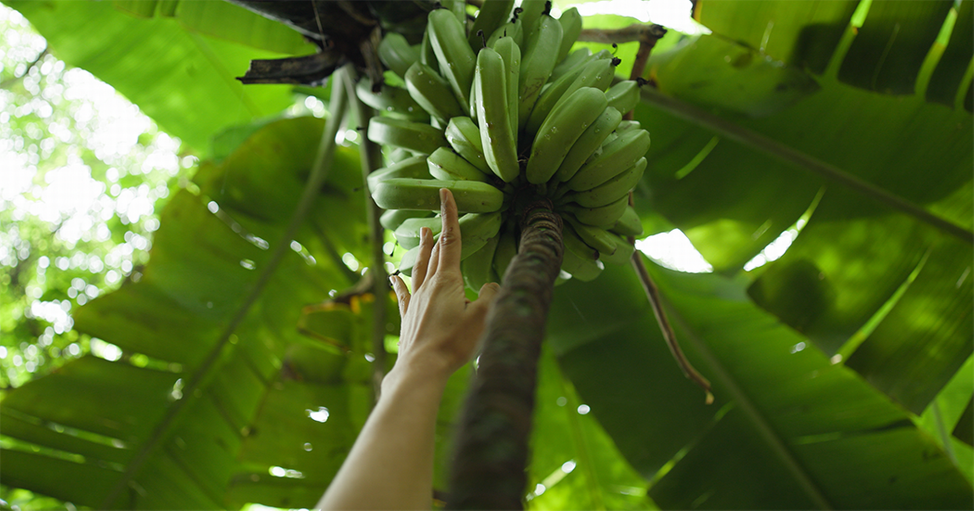 The Smell of Banana Flowers